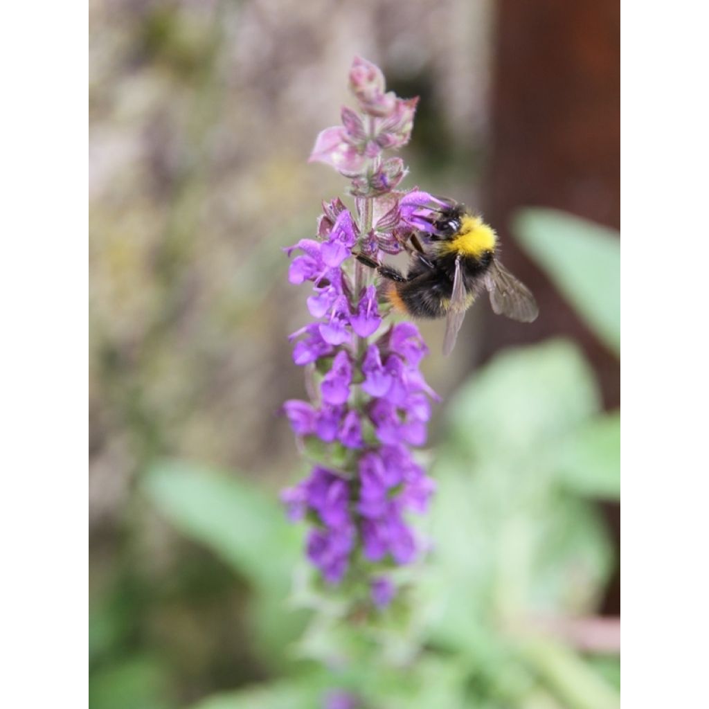 Lehtosalvia Ostfriesland