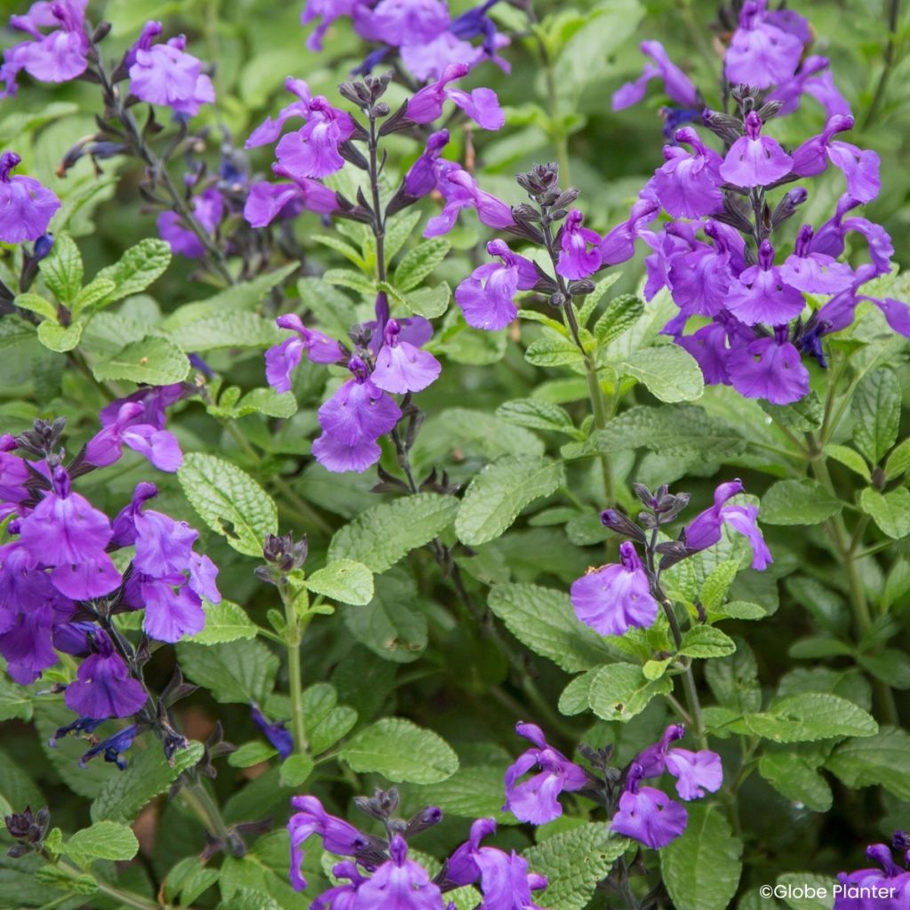 Keijunsalvia So Cool Purple