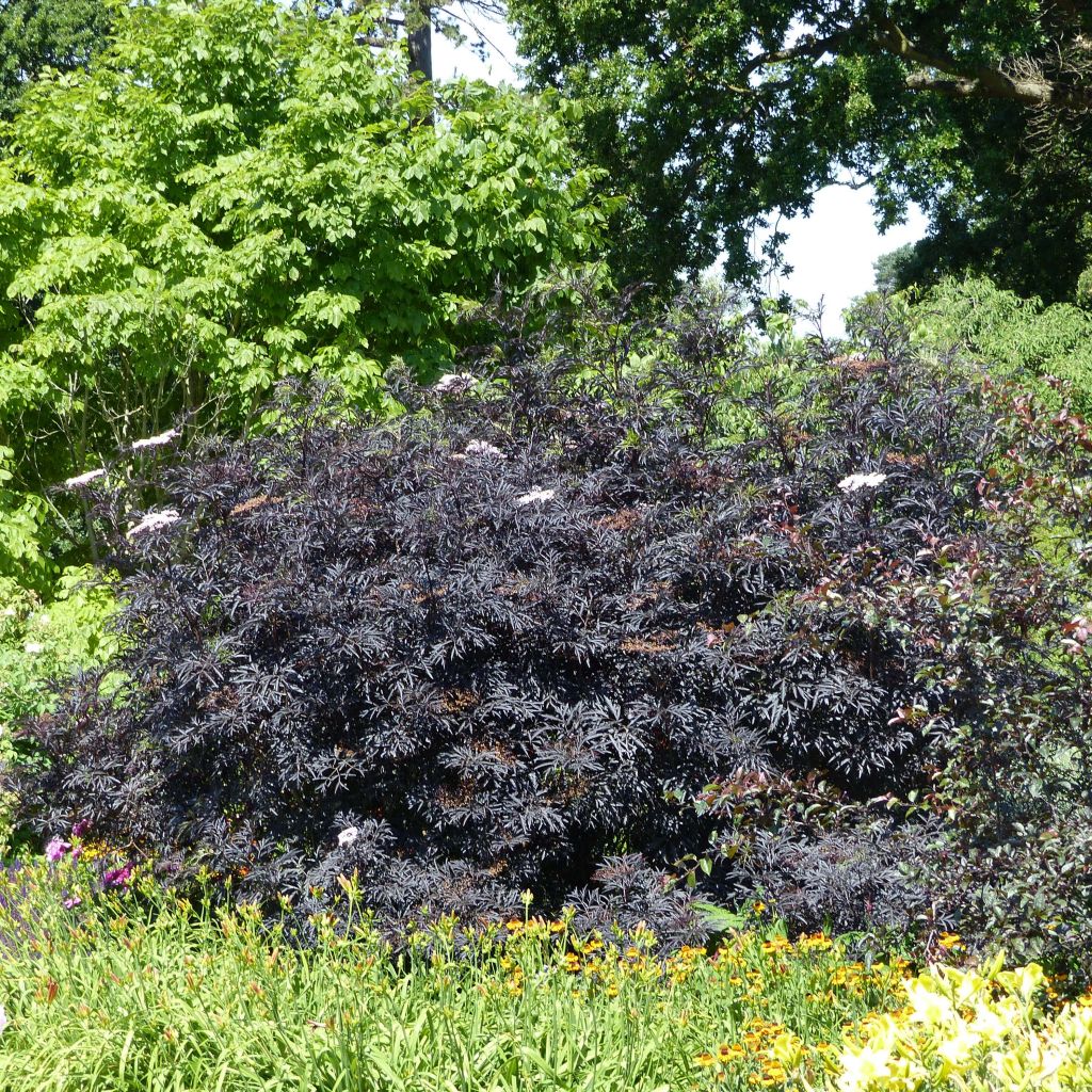 Mustaselja Black Lace