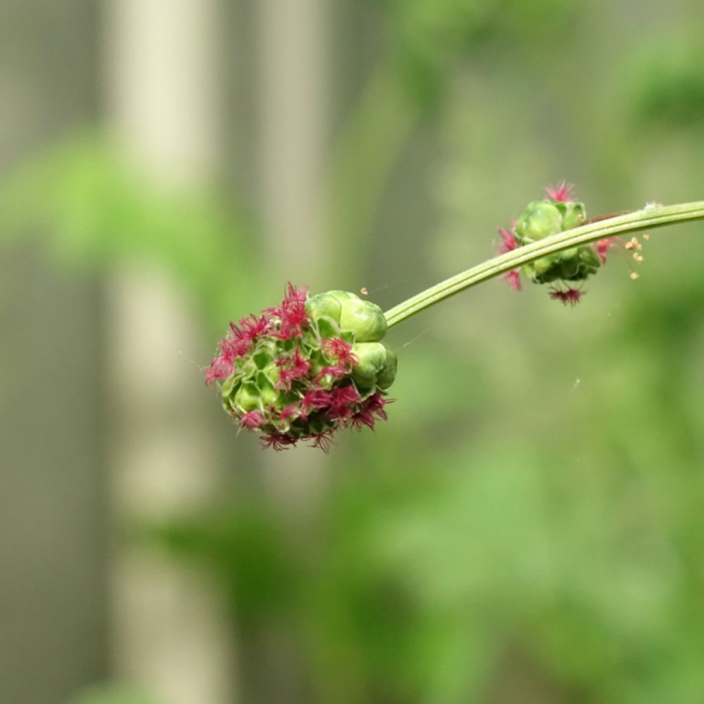 Pikkuluppio - Sanguisorba minor