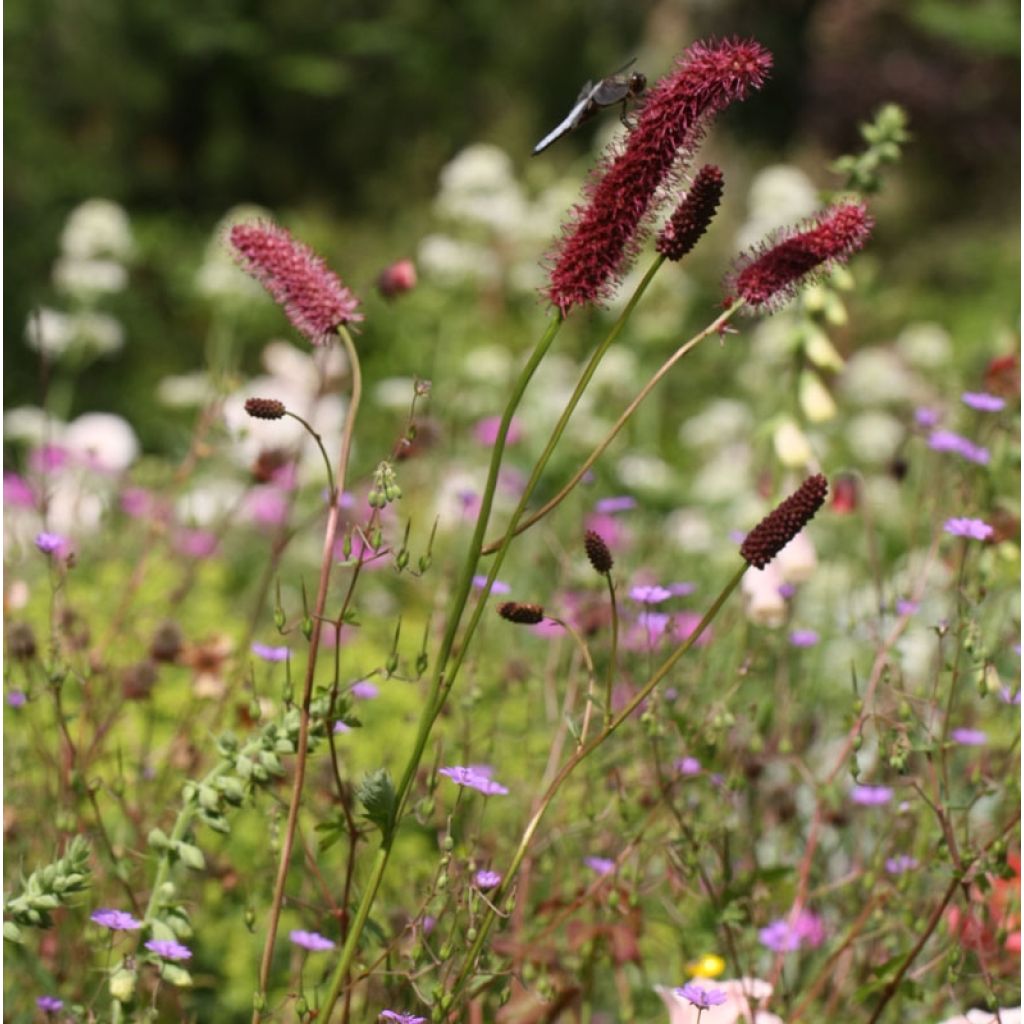 Hurmeluppio - Sanguisorba menziesii