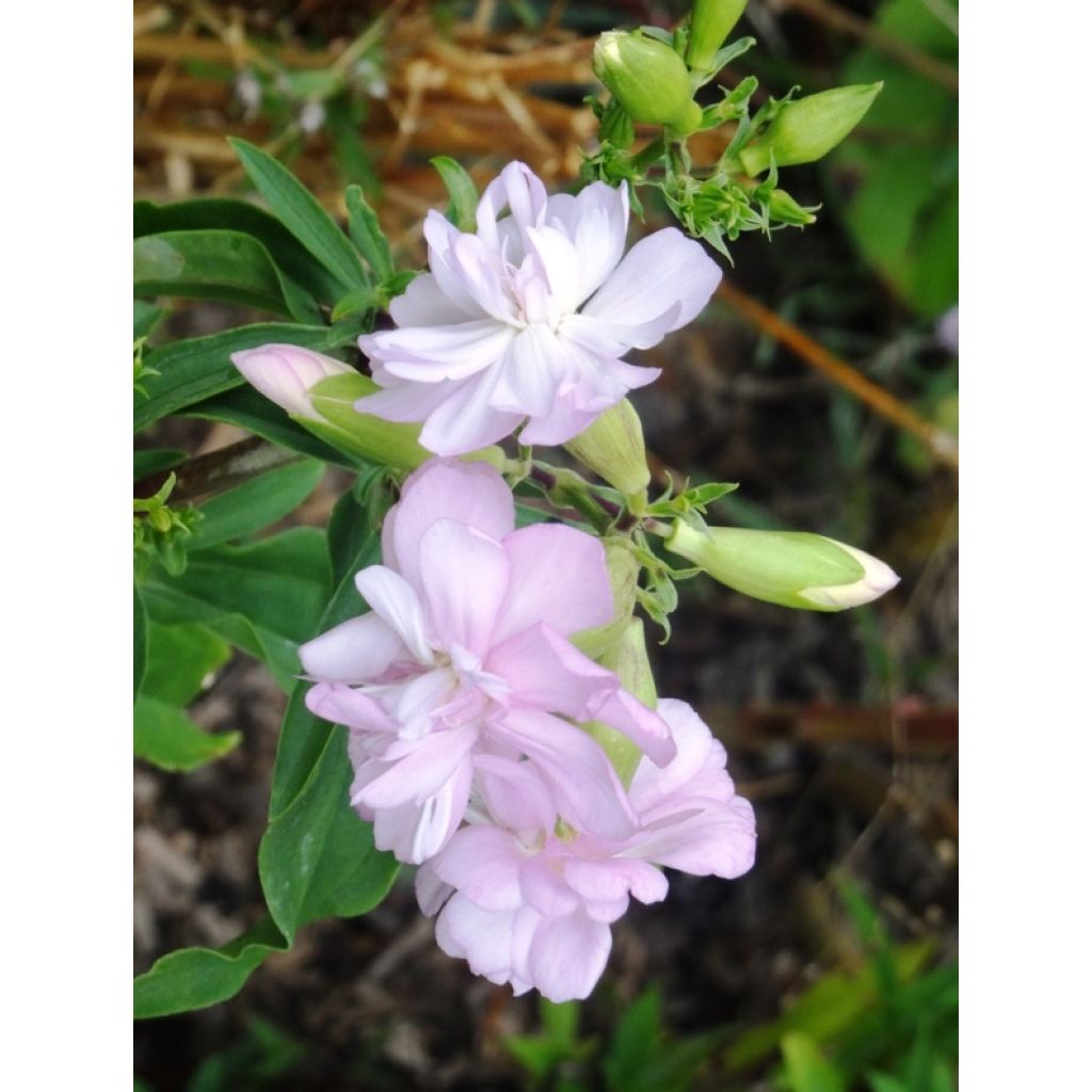 Rohtosuopayrtti Rosea Plena