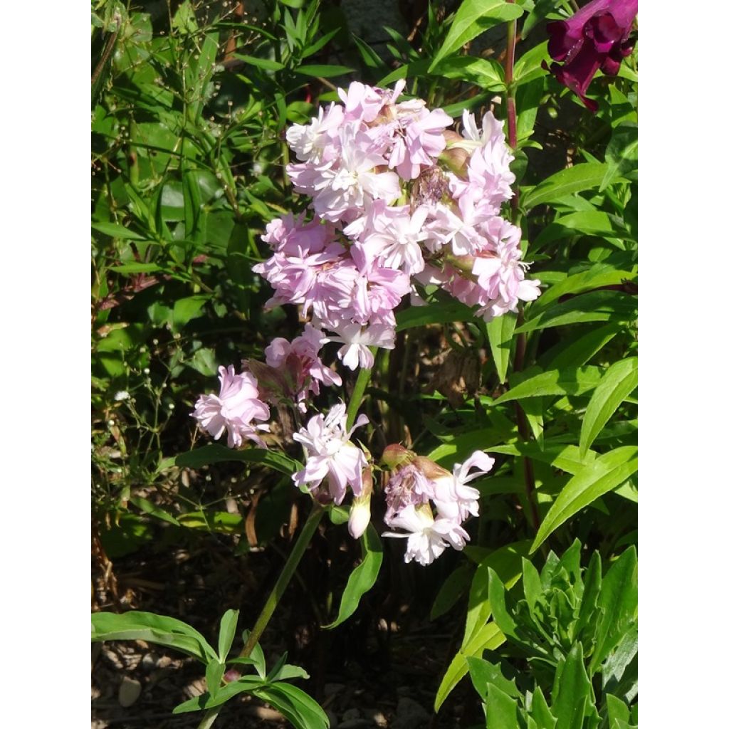 Rohtosuopayrtti Rosea Plena