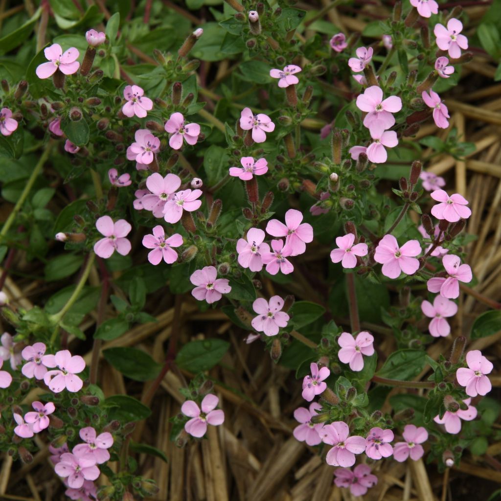Kivikkosuopayrtti - Saponaria ocymoides