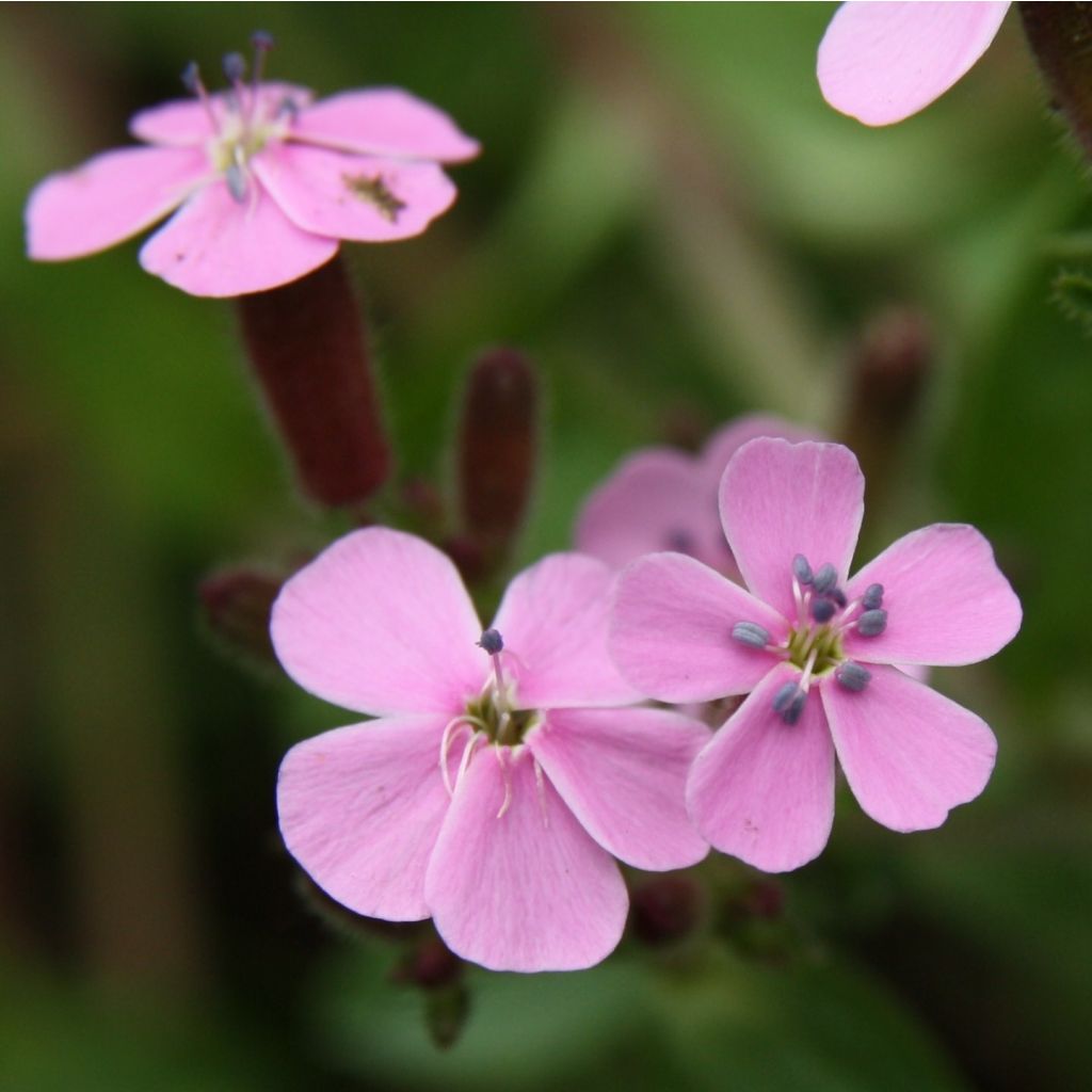 Kivikkosuopayrtti - Saponaria ocymoides
