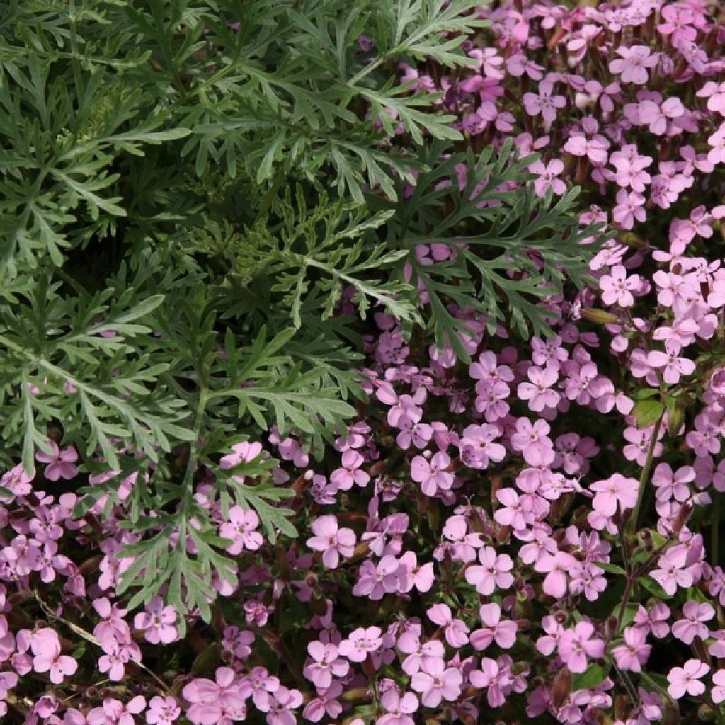 Kivikkosuopayrtti - Saponaria ocymoides