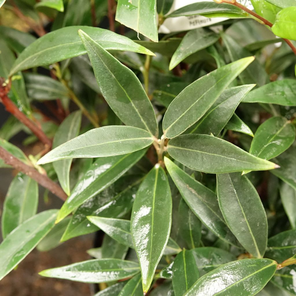 Sarcococca hookeriana var. digyna Purple Gem