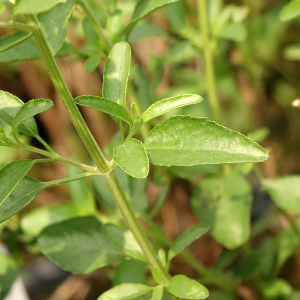 Keijunsalvia Belle de Loire