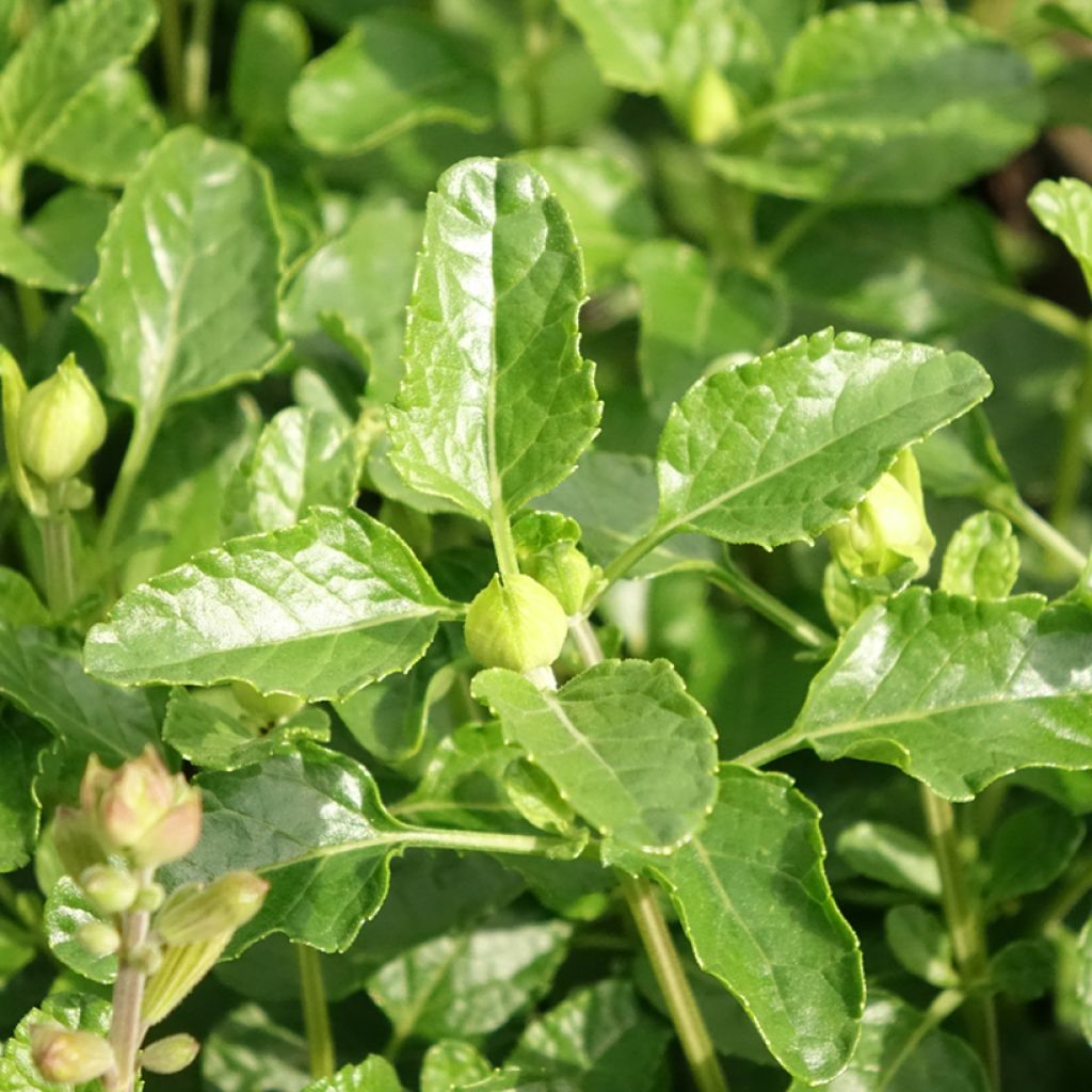 Keijunsalvia Gletsjer