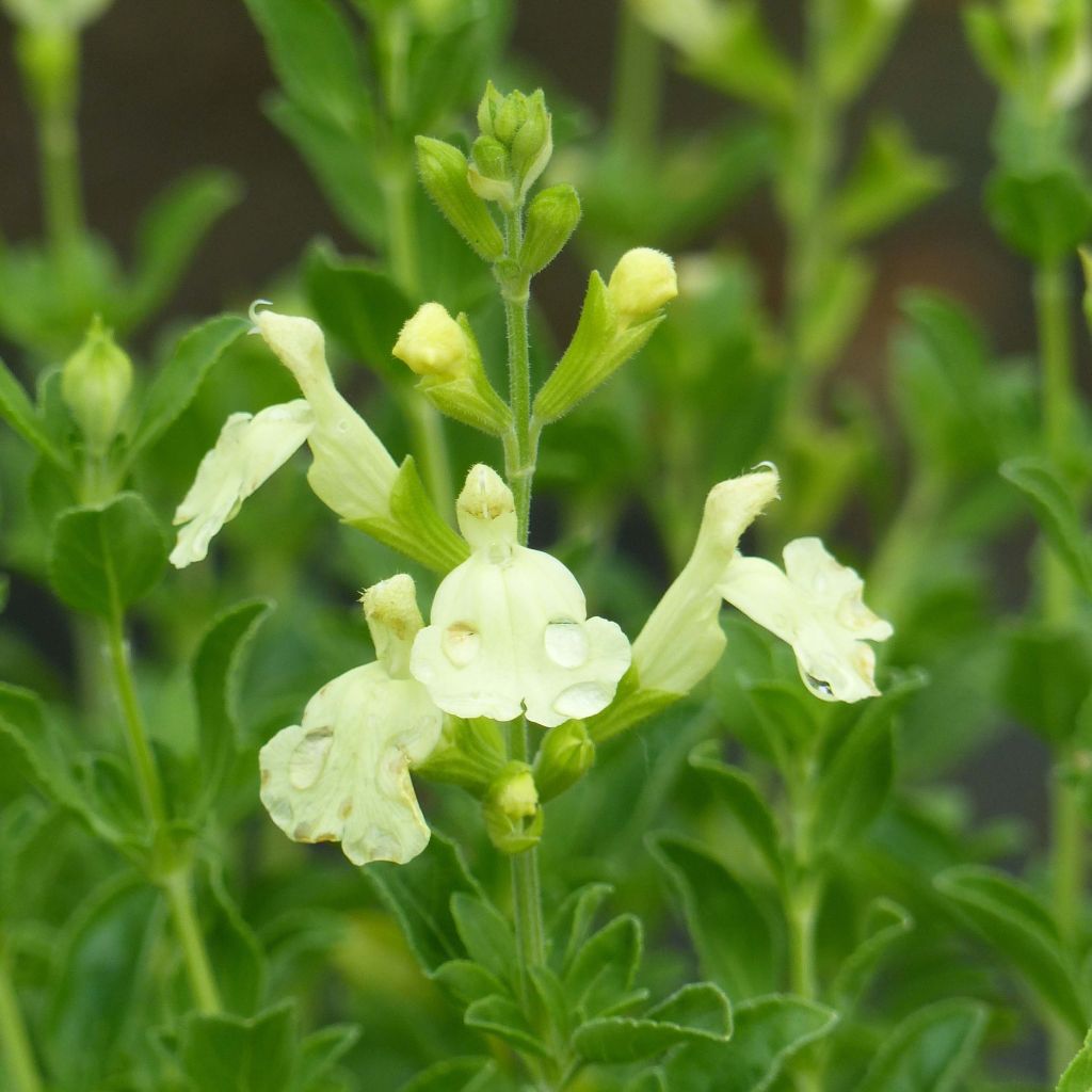 Keijunsalvia Suncrest 'Lemon Light