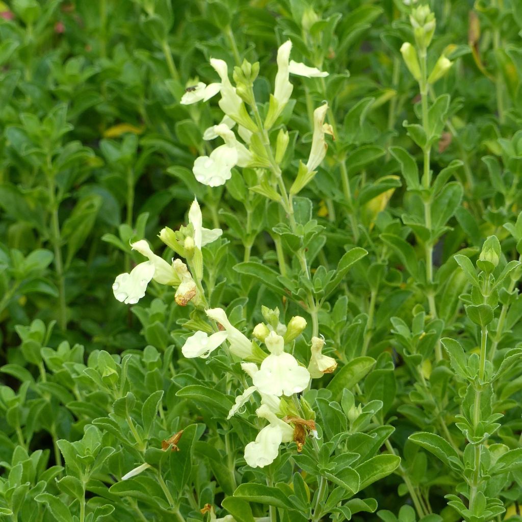 Keijunsalvia Suncrest 'Lemon Light