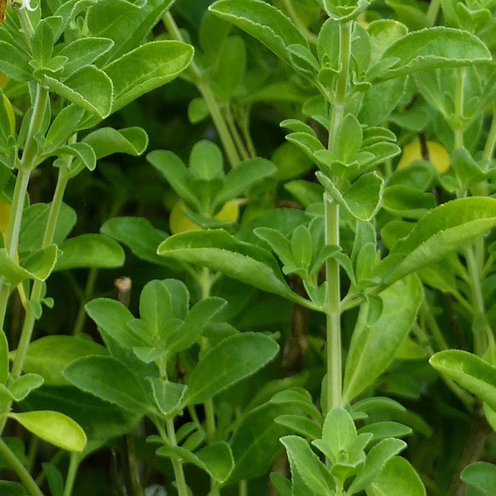 Keijunsalvia Suncrest 'Lemon Light