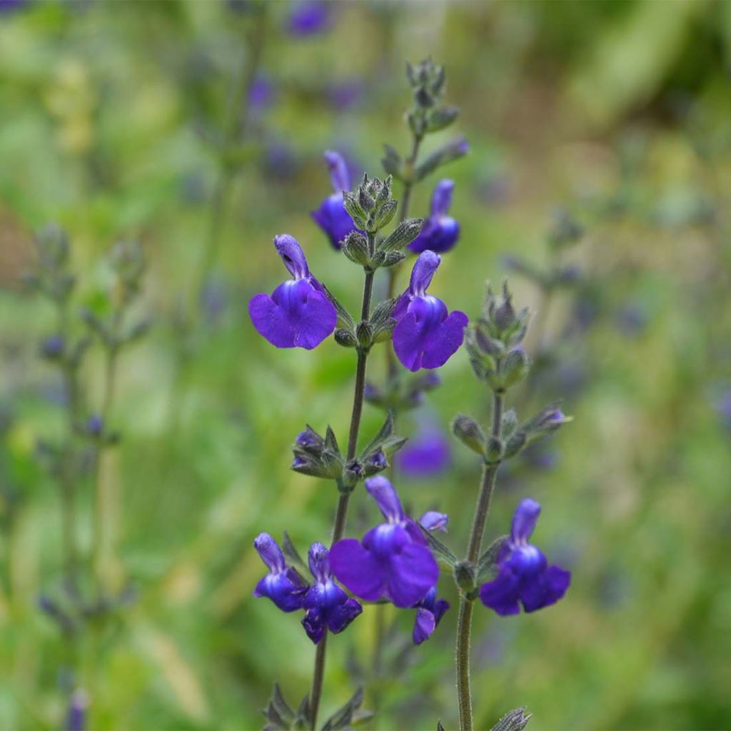 Keijunsalvia Victoria Blue