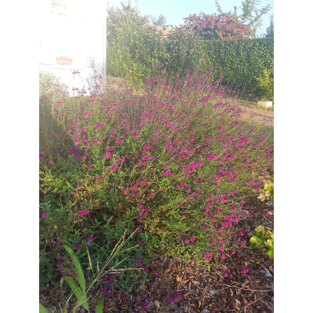 Keijunsalvia Violette de Loire