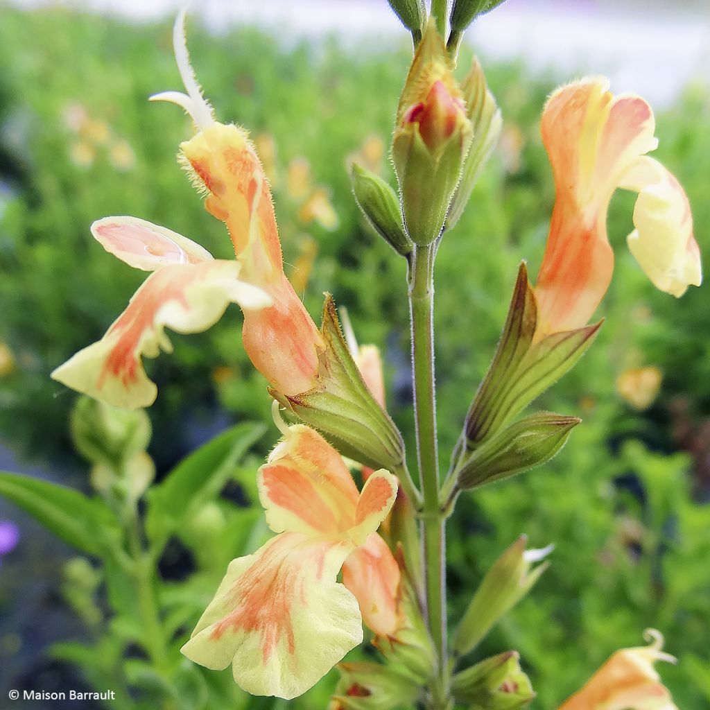 Keijunsalvia Belle de Loire