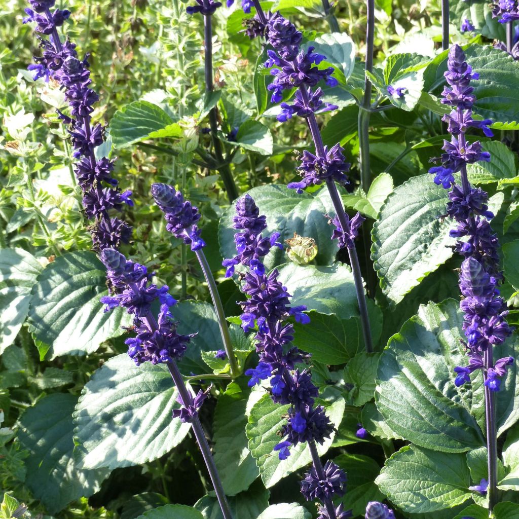 Härmesalvia Big Blue