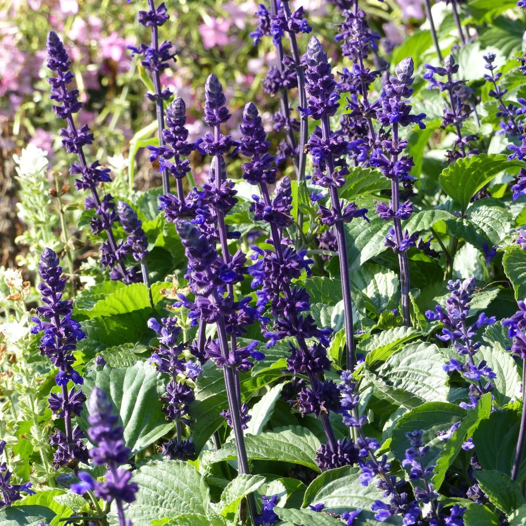 Härmesalvia Big Blue