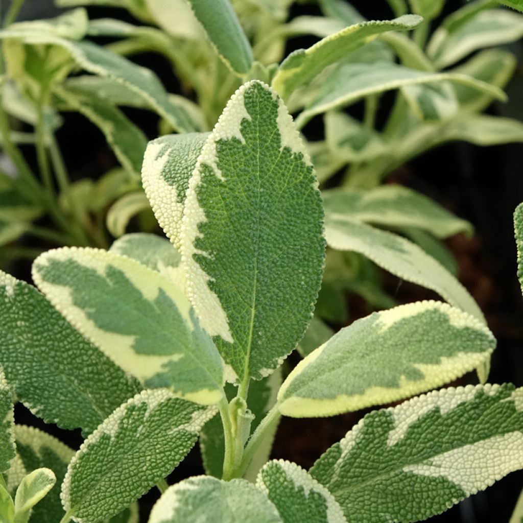 Ryytisalvia Berggarten Variegated
