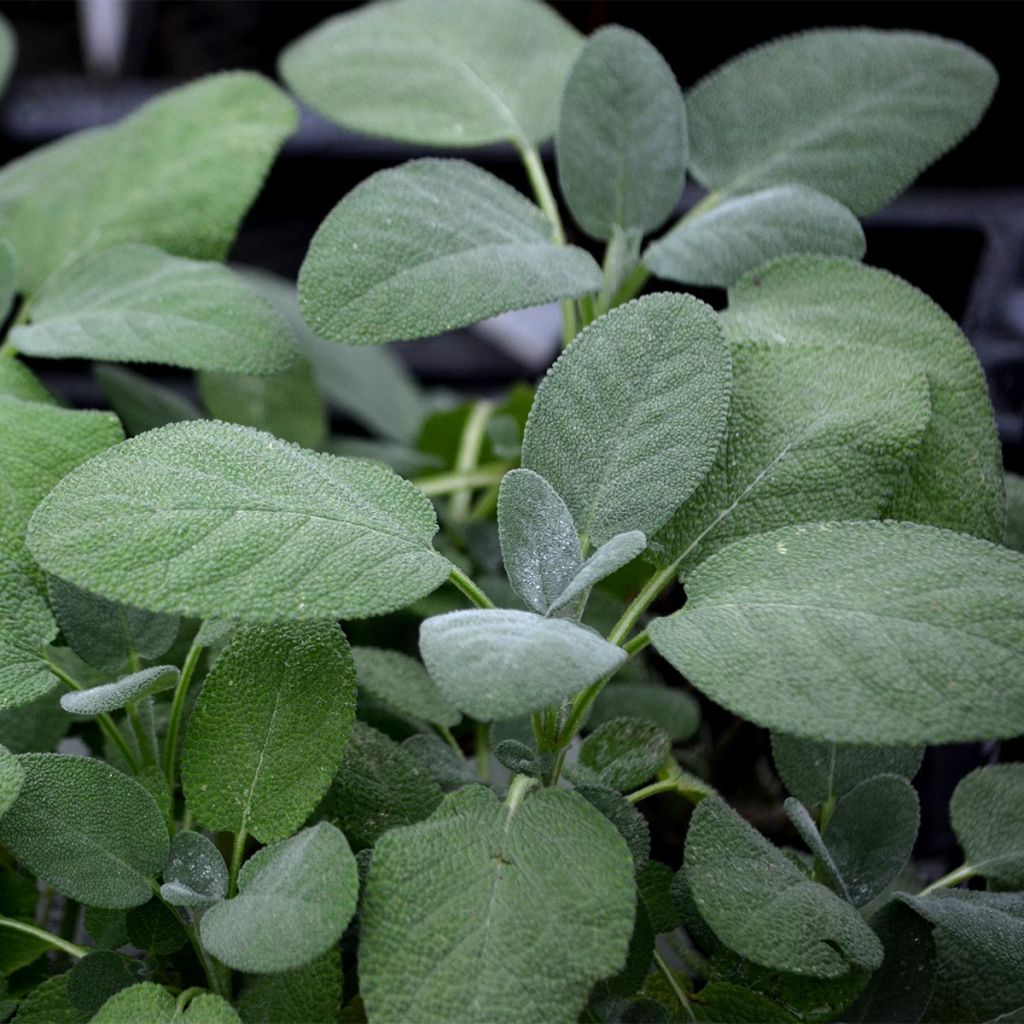 Ryytisalvia Berggarten
