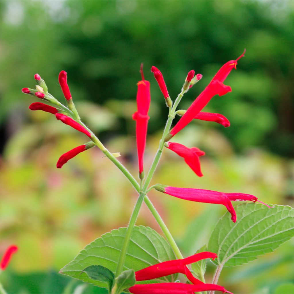 Ananassalvia Golden Delicious
