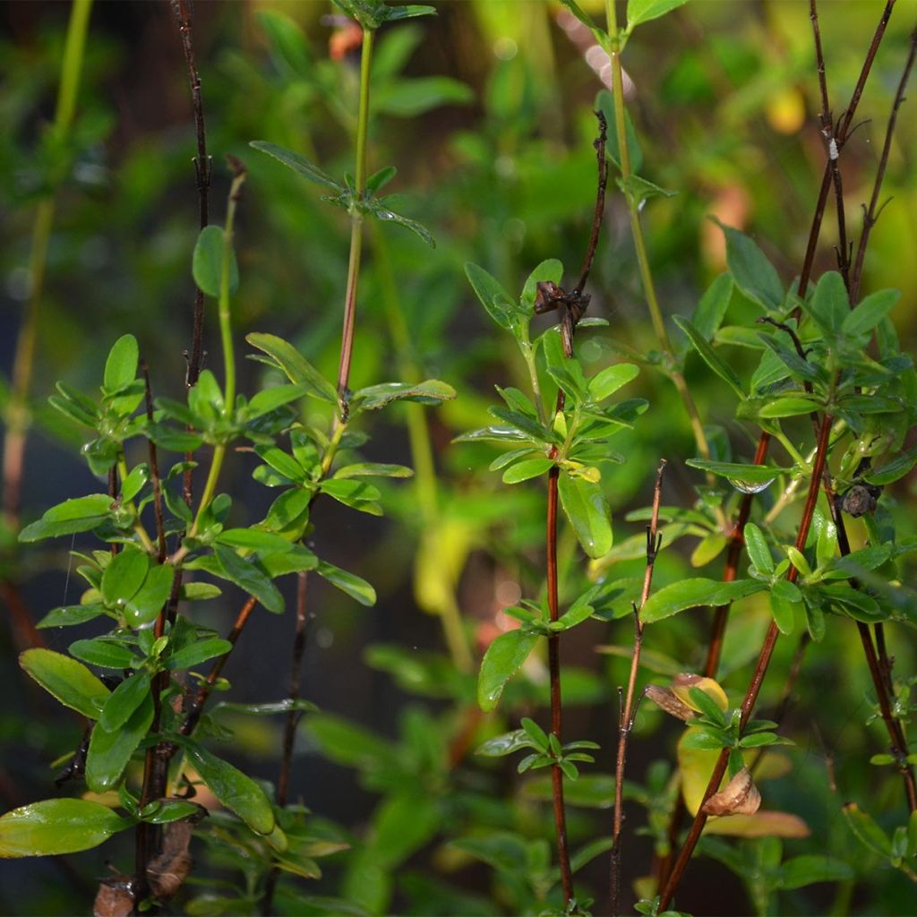Keijunsalvia Pluenn
