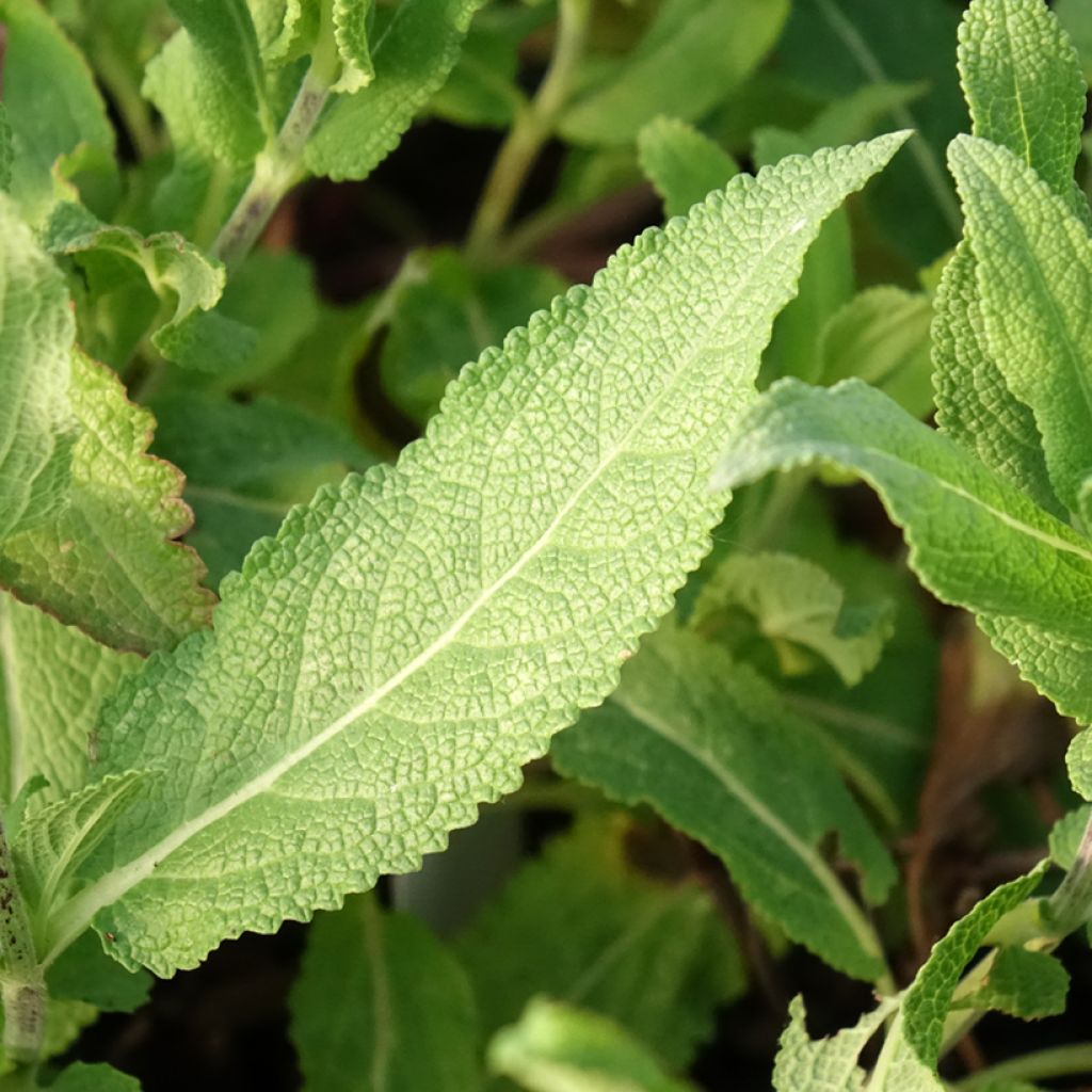 Lehtosalvia Caradonna Pink