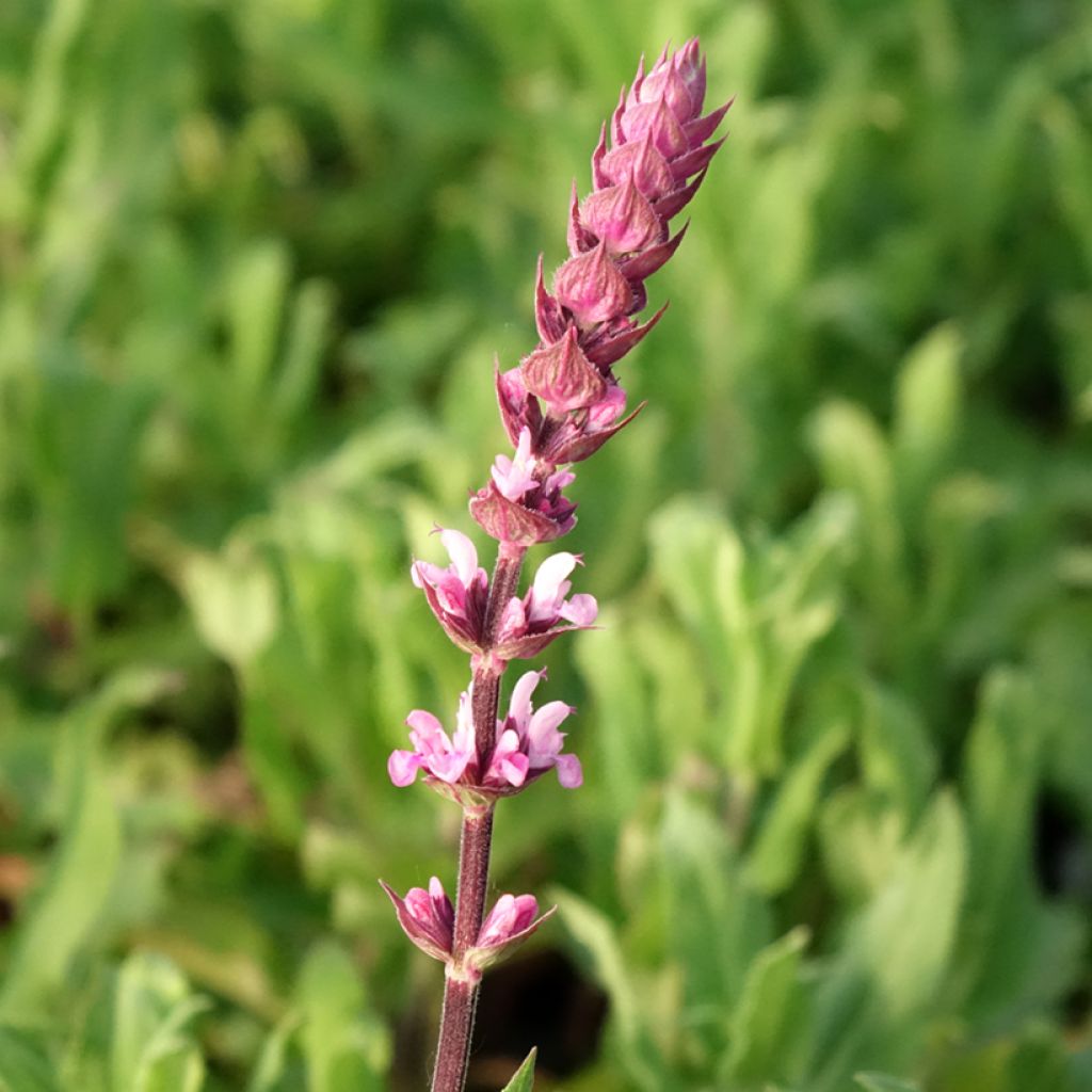 Lehtosalvia Caradonna Pink
