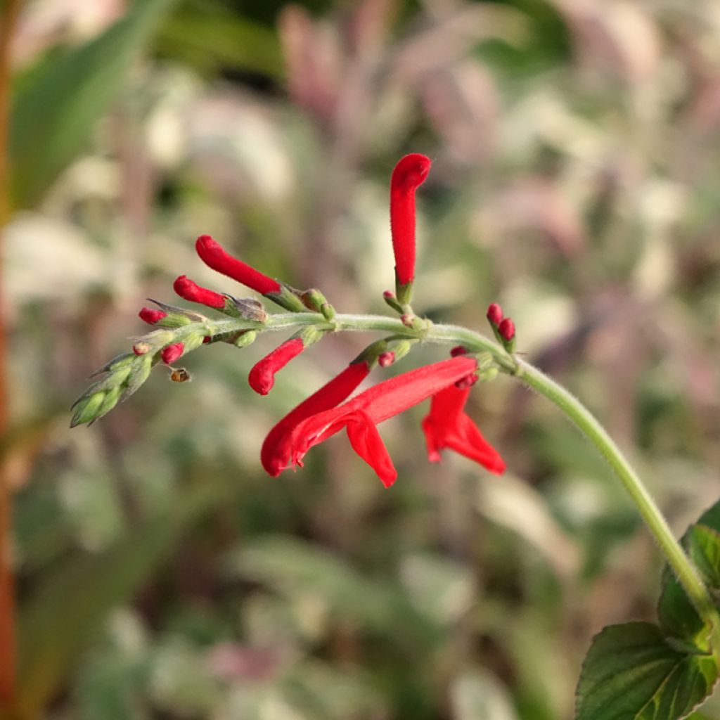 Ananassalvia Tangerine
