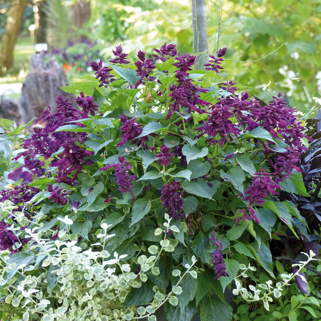 Tulisalvia Gogo Purple