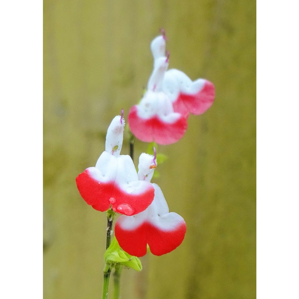 Keijunsalvia Hot Lips