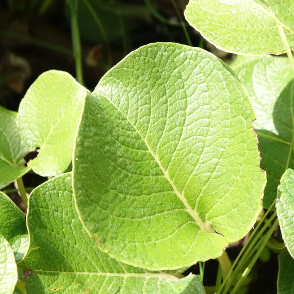 Paju - Salix kurilensis