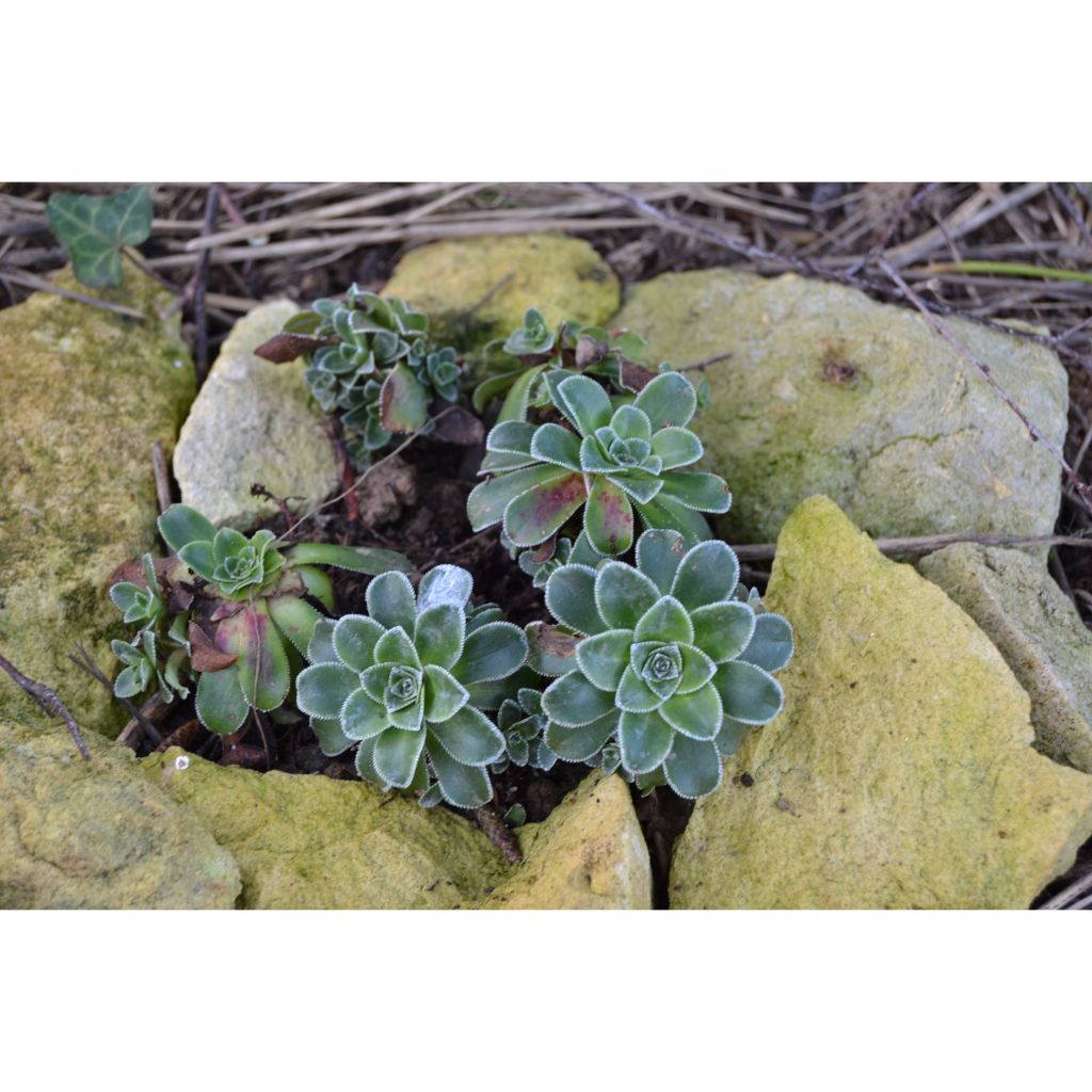 Tunturirikko Southside Seedling