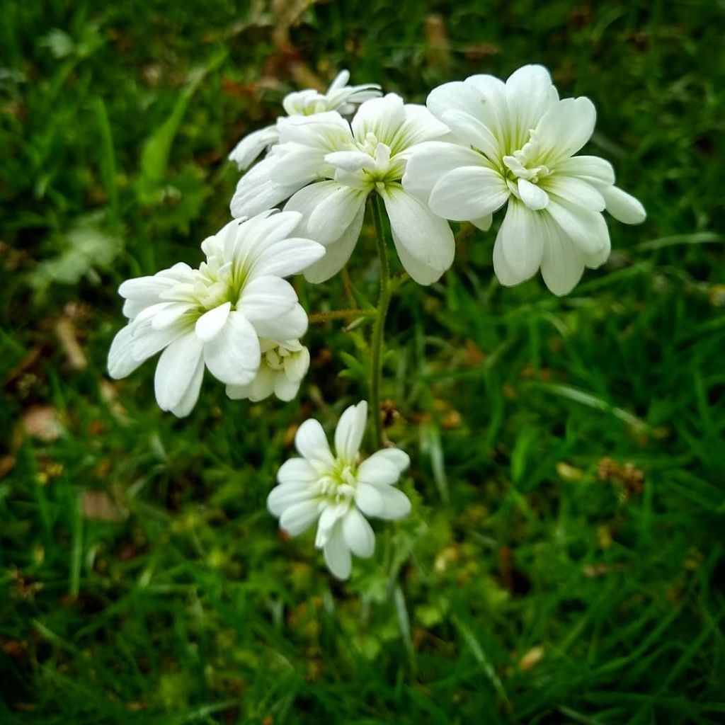 Papelorikko Flore Pleno