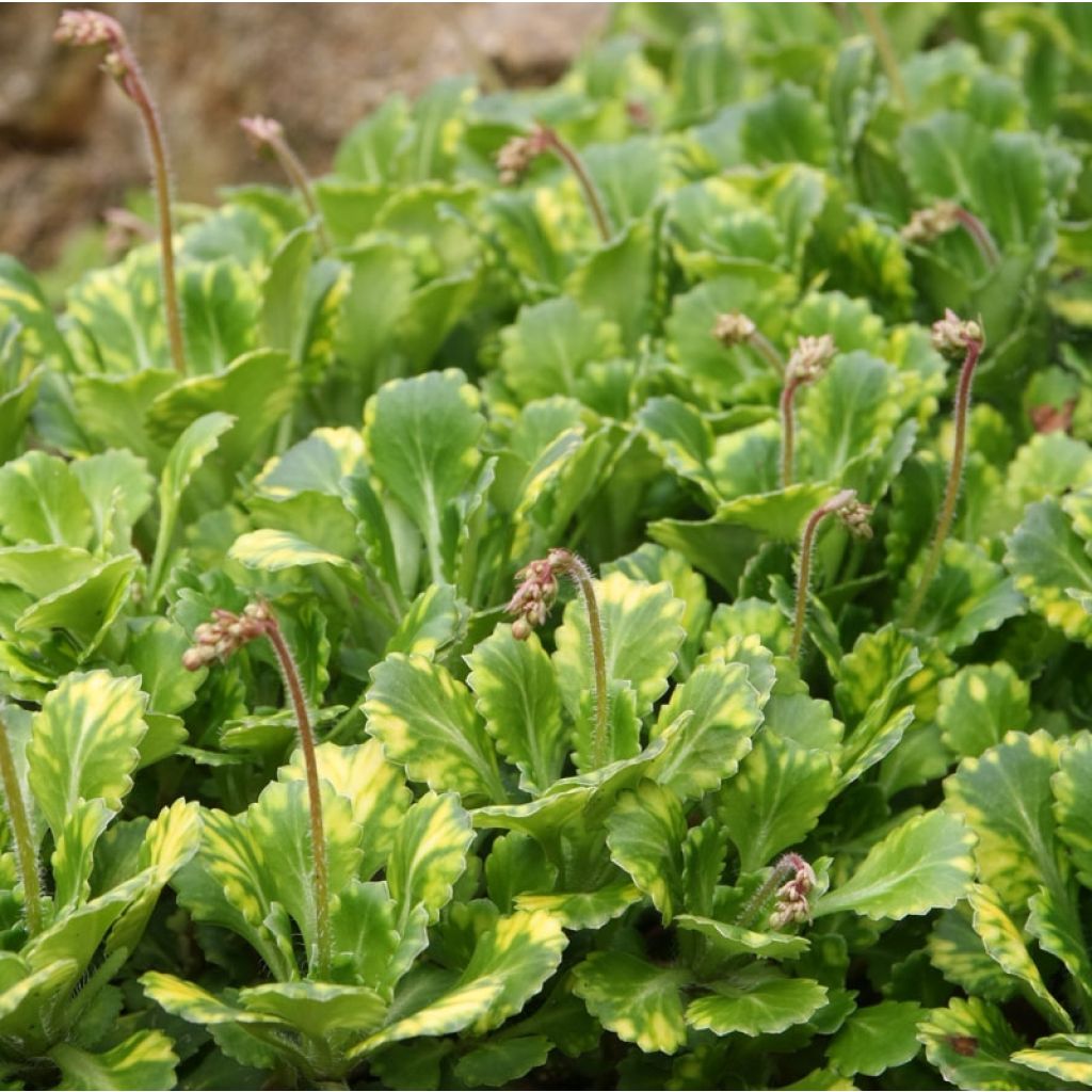 Varjorikko Variegata