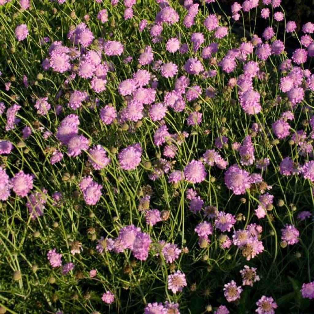 Kivikkotörmäkukka Pink Mist
