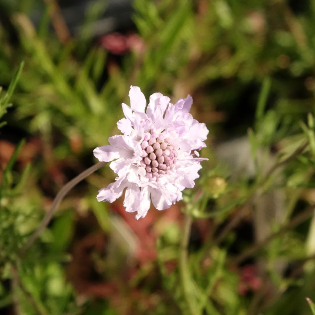 Tuoksutörmäkukka - Scabiosa canescens