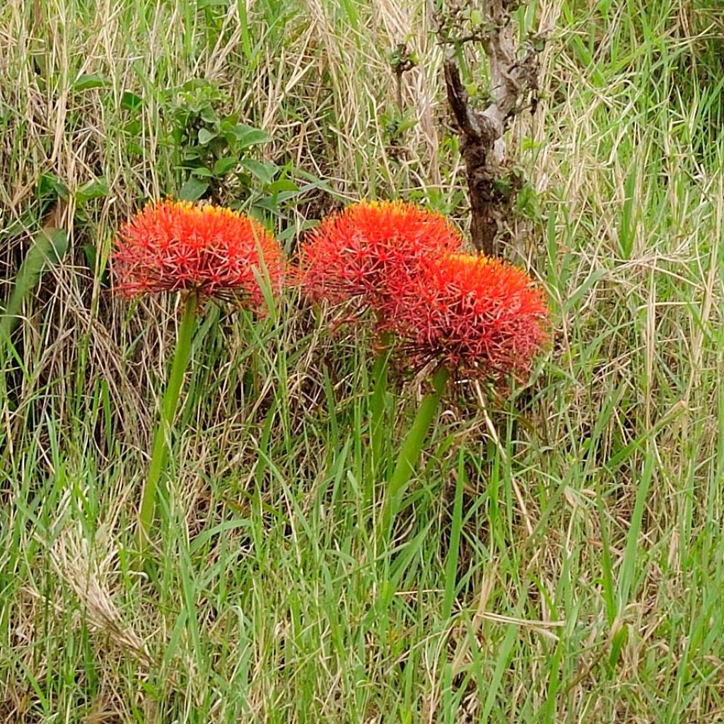 Verililja - Scadoxus multiflorus subsp multiflorus