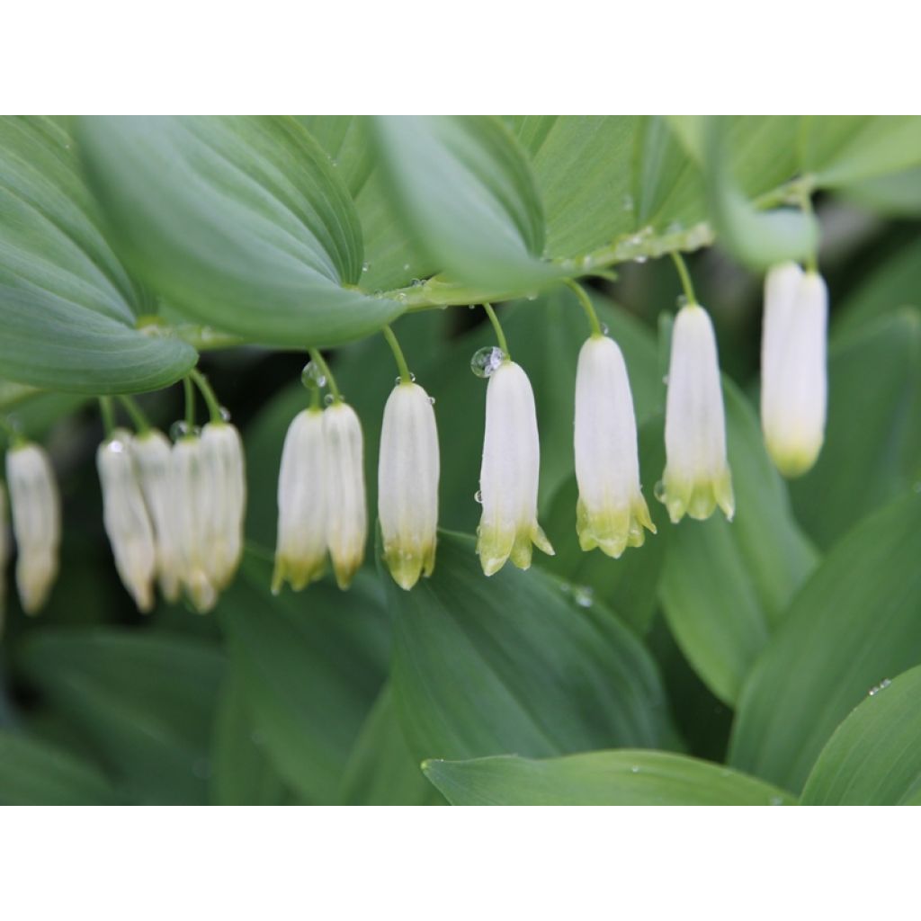 Lehtokielo - Polygonatum multiflorum