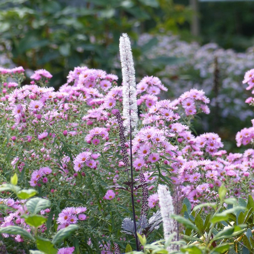 Tuoksuasteri Rosa Sieger