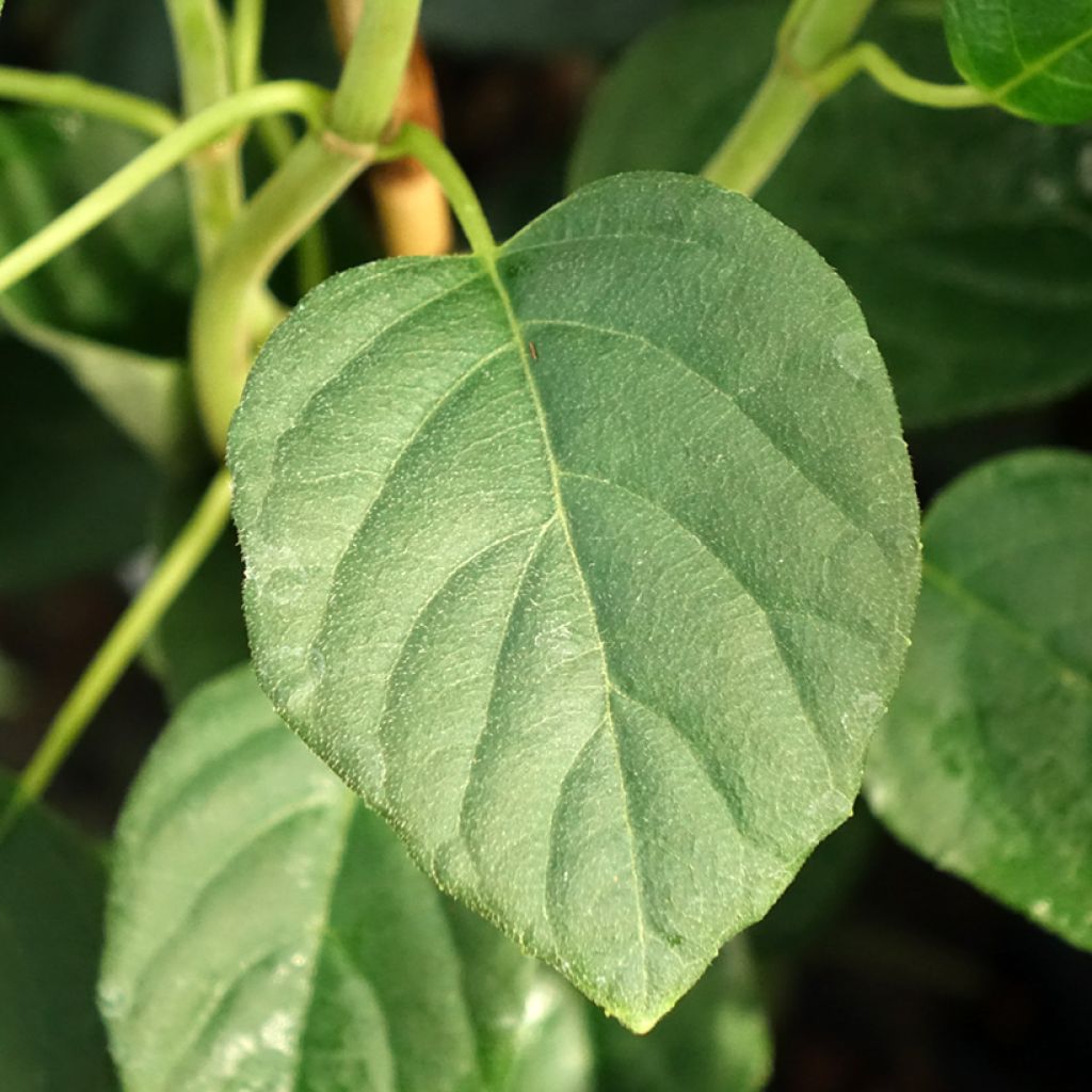 Schizophragma fauriei Angel Wings