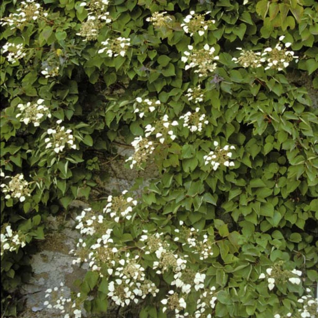 Herttahortensia - Schizophragma hydrangeoides