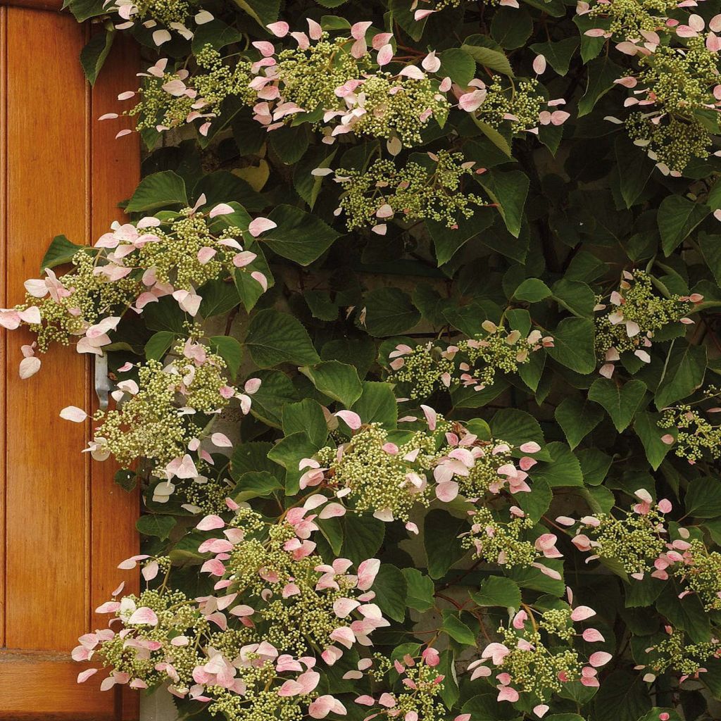 Herttahortensia Rose Sensation