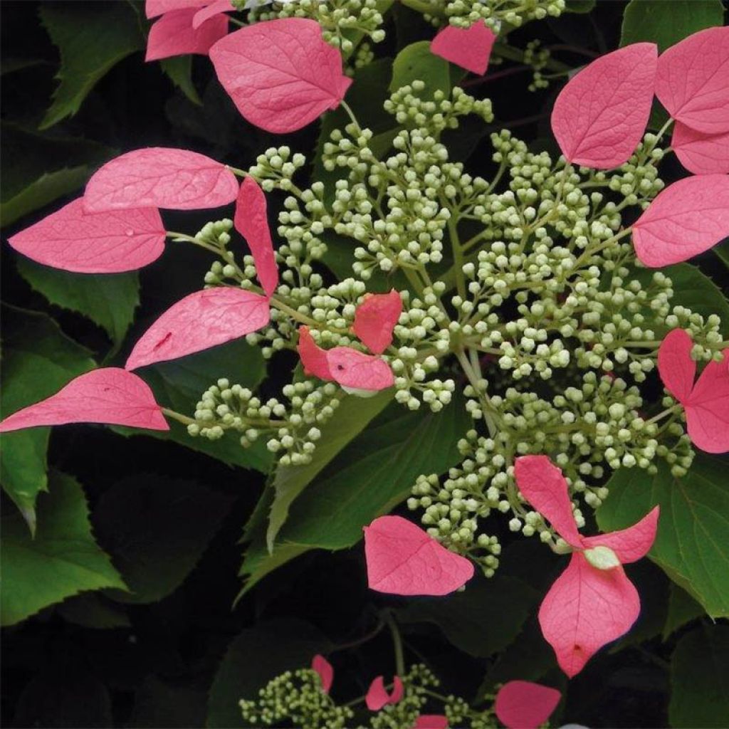 Herttahortensia Rose Sensation