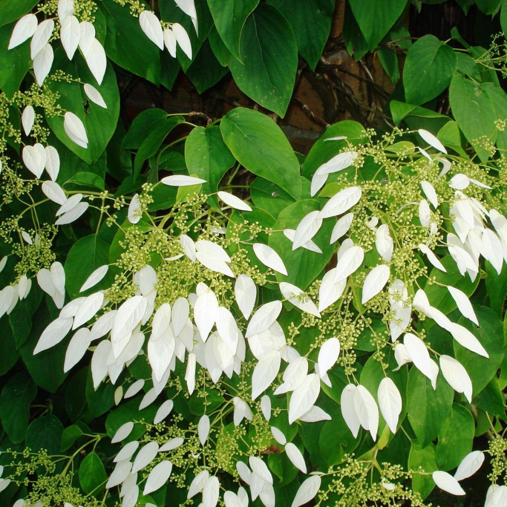 Herttahortensia - Schizophragma integrifolia