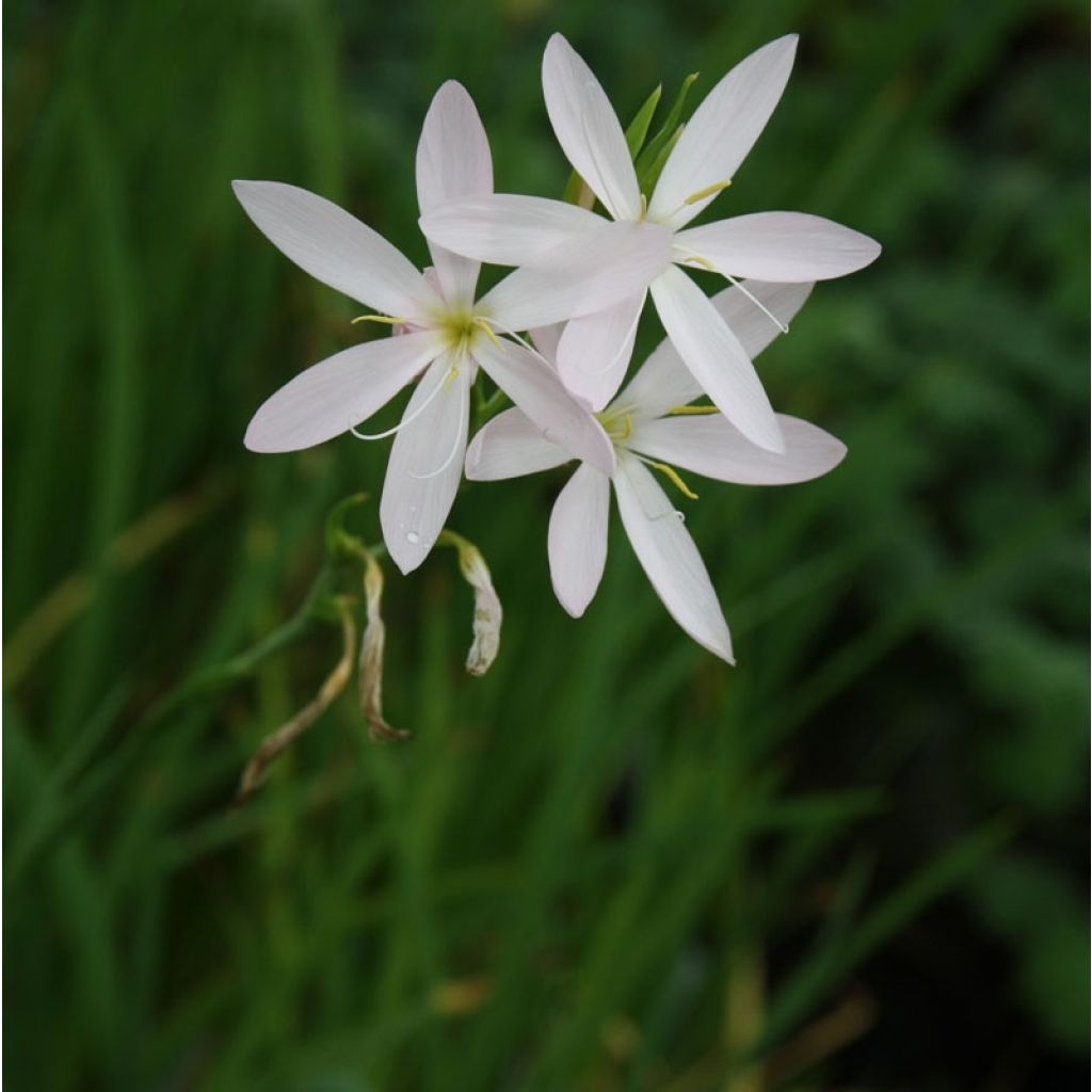 Schizostylis coccinea Alba Lis des Cafres