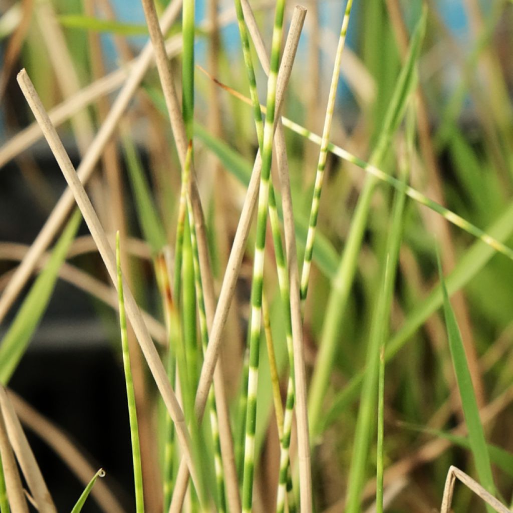 Schoenoplectus lacustris subsp tabernaemontani Zebrinus