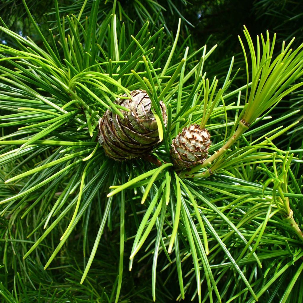 Varjostinkuusi - Sciadopitys verticillata