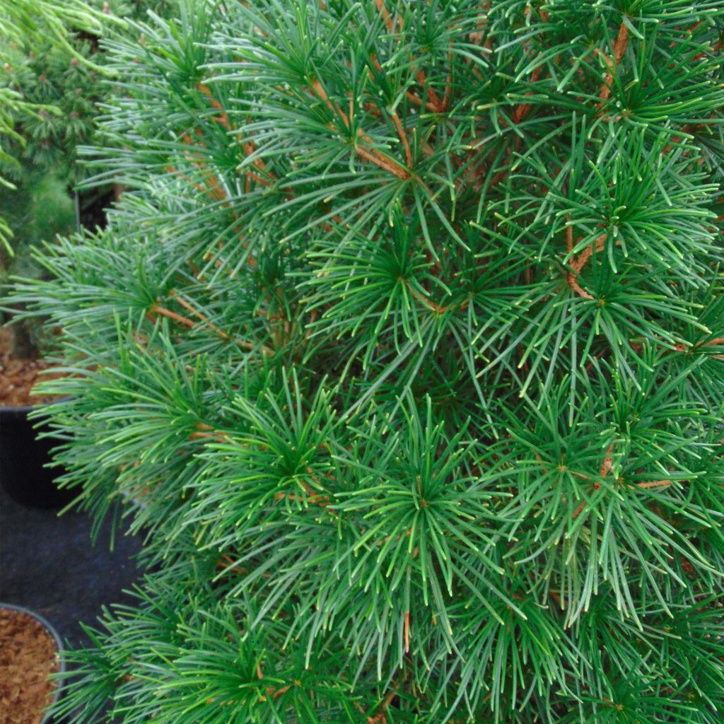 Varjostinkuusi - Sciadopitys verticillata