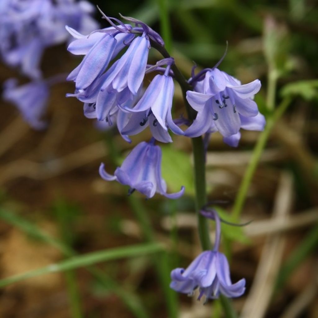 Espanjansinililja - Hyacinthoides hispanica