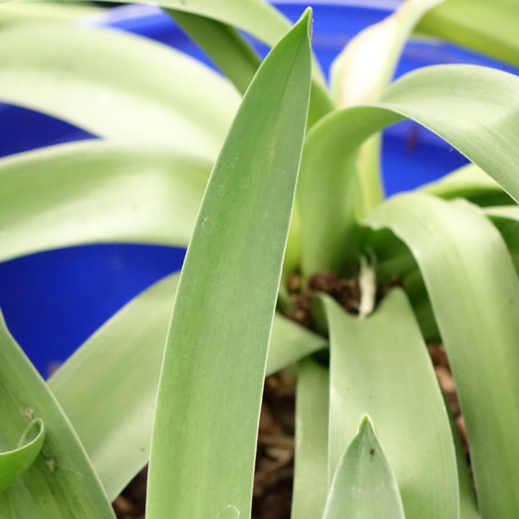Isosinililja - Scilla peruviana